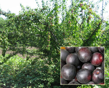 Švestkomeruňka středně raná 'Chernyj Barchat'