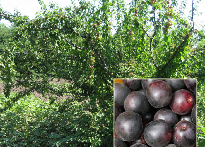 Švestkomeruňka 'Chernyj Barchat' - Prunus hybrid 'Chernyj Barchat'