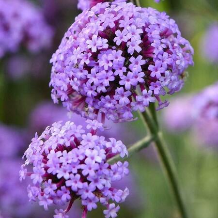Sporýš argentinský 'Royal Dreams' - Verbena bonariensis 'Royal Dreams'