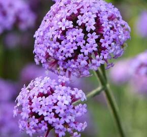 Verbena, sporýš argentinský 'Royal Dreams' - Verbena bonariensis 'Royal Dreams'