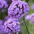 verbena-sporys-argentinsky-royal-dreams.jpg