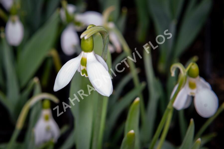 Sněženka Elwésova - Galanthus elwesii