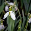 Sněženka Elwésova - Galanthus elwesii