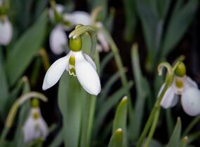 Sněženka Elwésova - Galanthus elwesii