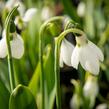 Sněženka Elwésova - Galanthus elwesii