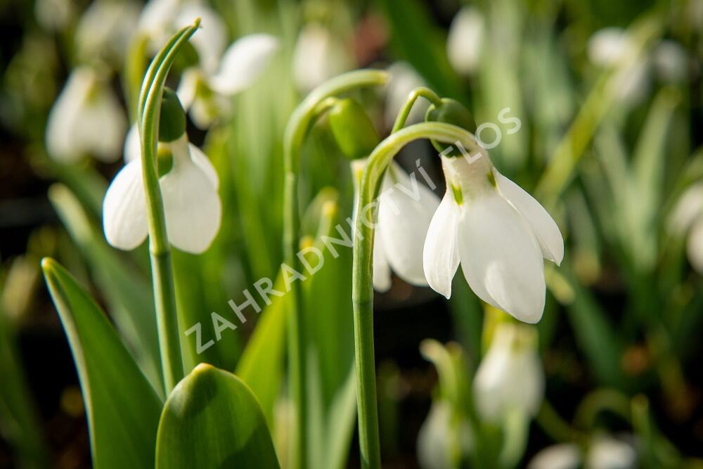 Sněženka Elwésova - Galanthus elwesii