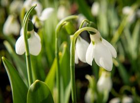 Sněženka Elwésova - Galanthus elwesii