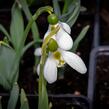 Sněženka Elwésova - Galanthus elwesii