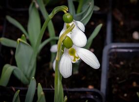 Sněženka Elwésova - Galanthus elwesii