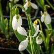 Sněženka Elwésova - Galanthus elwesii