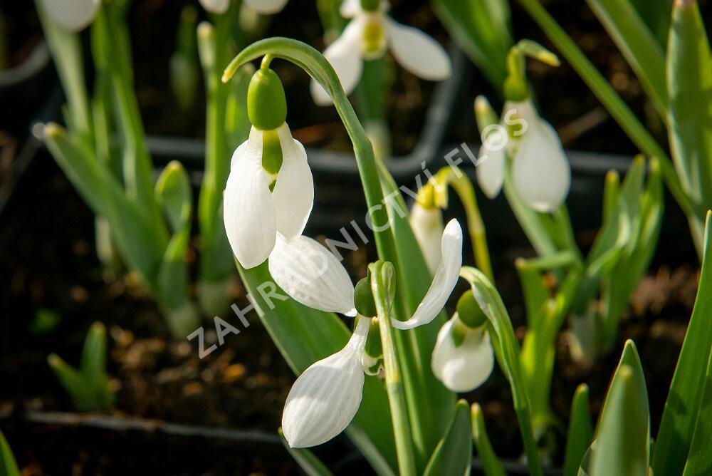 Sněženka Elwésova - Galanthus elwesii