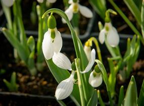 Sněženka Elwésova - Galanthus elwesii