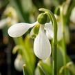 Sněženka Elwésova - Galanthus elwesii