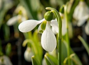 Sněženka Elwésova - Galanthus elwesii