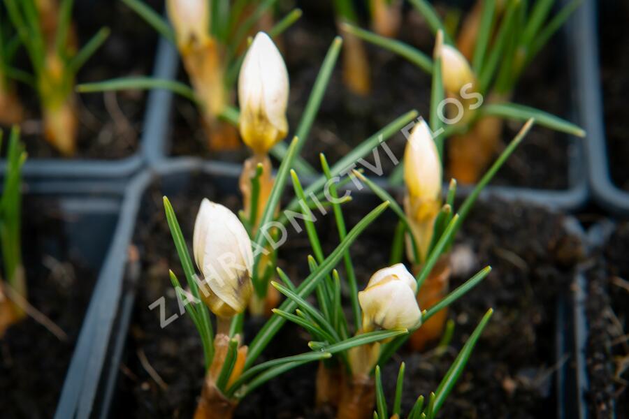 Krokus, šafrán zlatý 'Cream Beauty' - Crocus chrysanthus 'Cream Beauty'