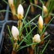 Krokus, šafrán zlatý 'Cream Beauty' - Crocus chrysanthus 'Cream Beauty'