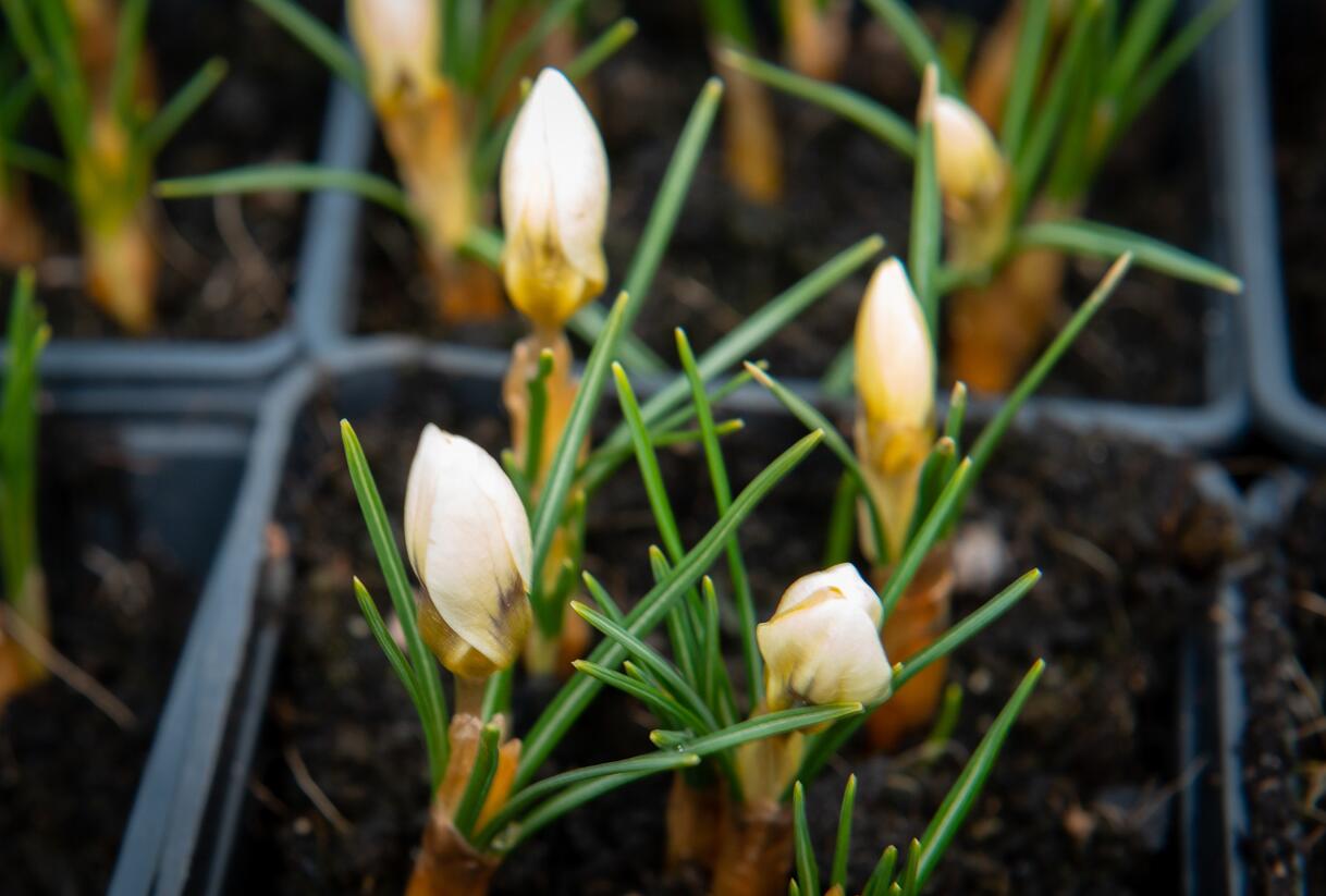 Krokus, šafrán zlatý 'Cream Beauty' - Crocus chrysanthus 'Cream Beauty'