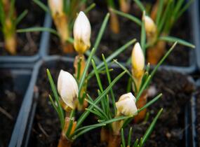 Krokus, šafrán zlatý 'Cream Beauty' - Crocus chrysanthus 'Cream Beauty'