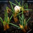 Krokus, šafrán zlatý 'Cream Beauty' - Crocus chrysanthus 'Cream Beauty'