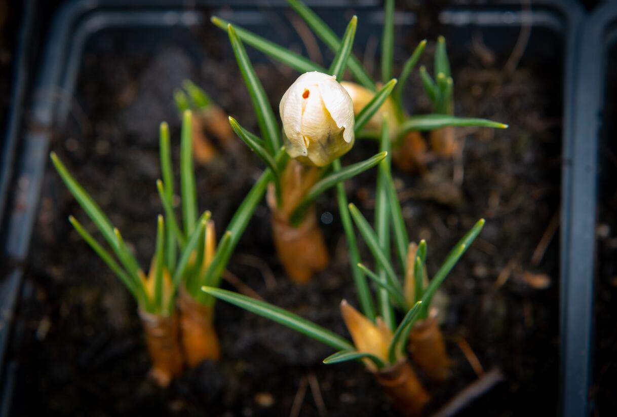 Krokus, šafrán zlatý 'Cream Beauty' - Crocus chrysanthus 'Cream Beauty'