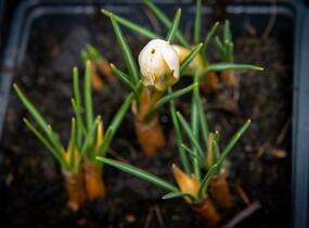Krokus, šafrán zlatý 'Cream Beauty' - Crocus chrysanthus 'Cream Beauty'