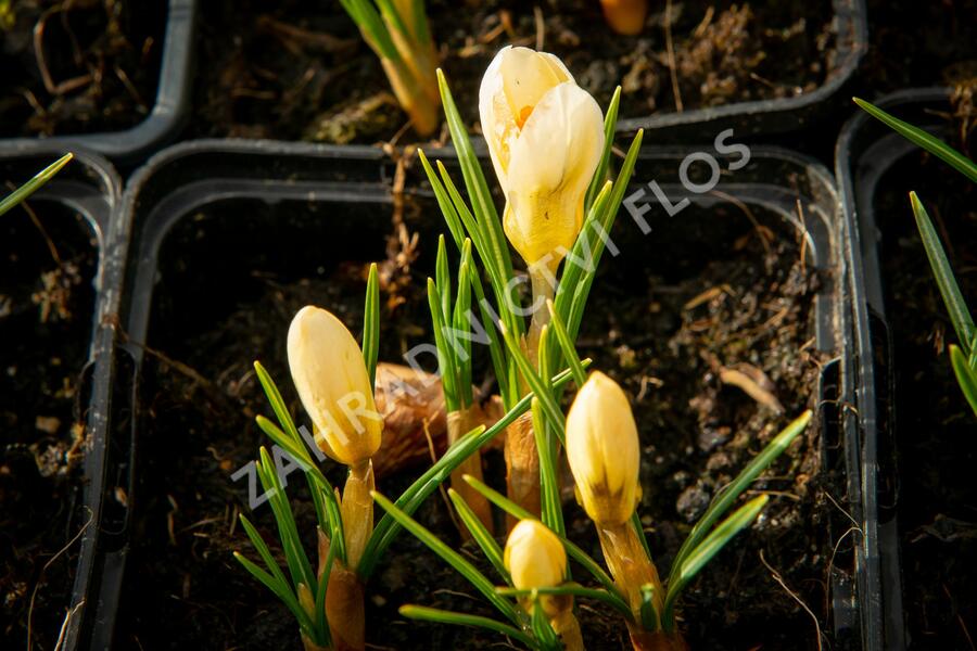 Krokus, šafrán zlatý 'Cream Beauty' - Crocus chrysanthus 'Cream Beauty'