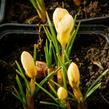Krokus, šafrán zlatý 'Cream Beauty' - Crocus chrysanthus 'Cream Beauty'