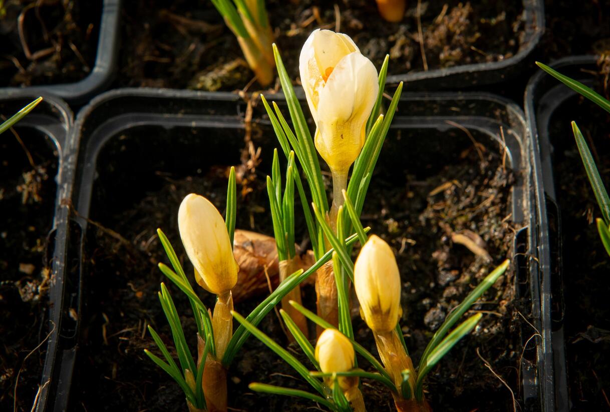 Krokus, šafrán zlatý 'Cream Beauty' - Crocus chrysanthus 'Cream Beauty'