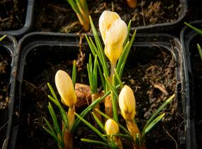 Krokus, šafrán zlatý 'Cream Beauty' - Crocus chrysanthus 'Cream Beauty'