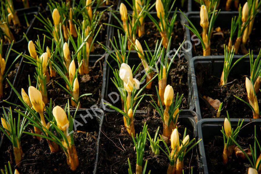 Krokus, šafrán zlatý 'Cream Beauty' - Crocus chrysanthus 'Cream Beauty'