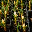 Krokus, šafrán zlatý 'Cream Beauty' - Crocus chrysanthus 'Cream Beauty'