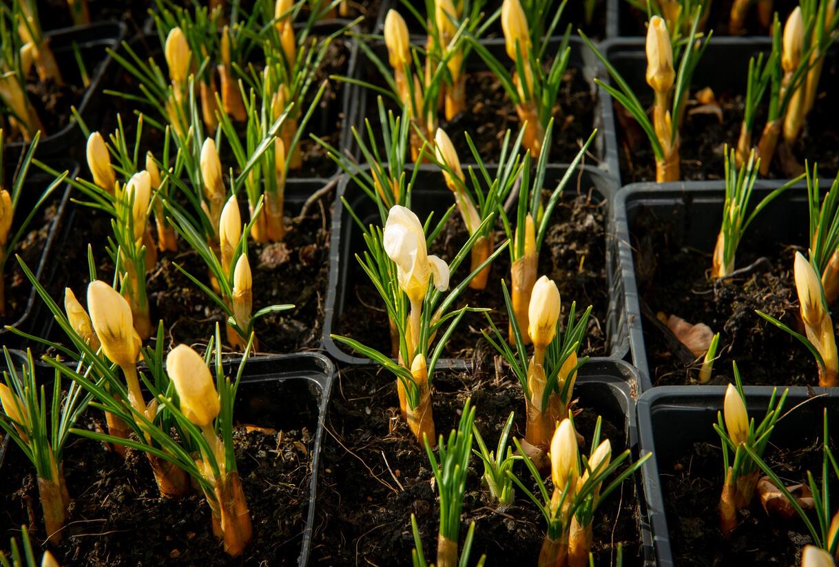 Krokus, šafrán zlatý 'Cream Beauty' - Crocus chrysanthus 'Cream Beauty'