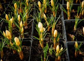 Krokus, šafrán zlatý 'Cream Beauty' - Crocus chrysanthus 'Cream Beauty'