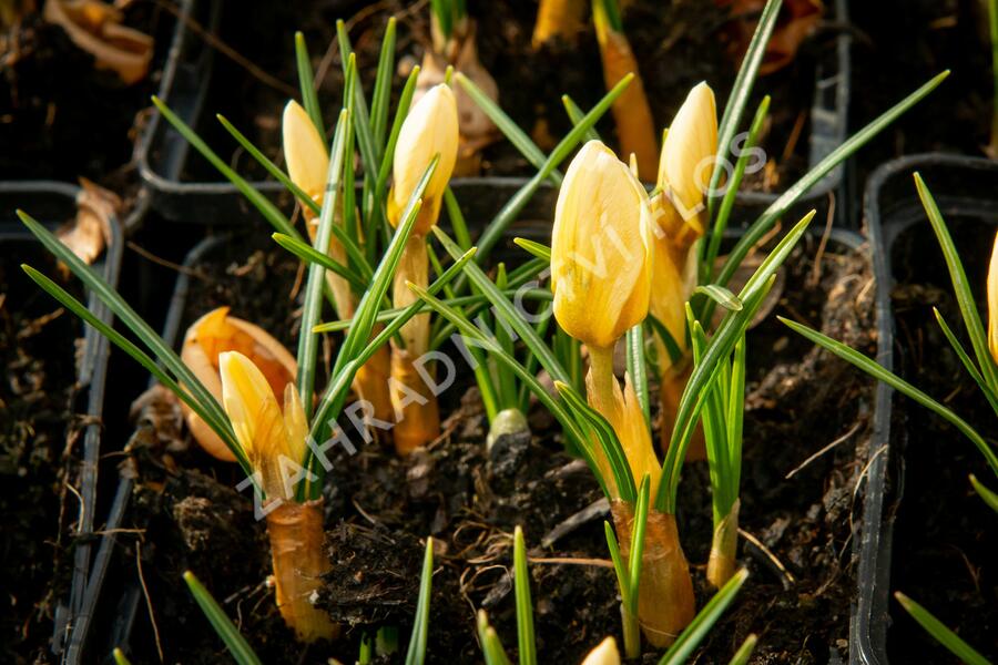 Krokus, šafrán zlatý 'Cream Beauty' - Crocus chrysanthus 'Cream Beauty'