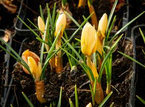 Krokus, šafrán zlatý 'Cream Beauty' - Crocus chrysanthus 'Cream Beauty'