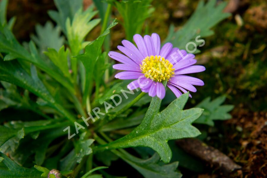 Všelicha, brachykome 'Brasco Violet' - Brachyscome multifida 'Brasco Violet'