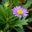 Všelicha, brachykome 'Brasco Violet' - Brachyscome multifida 'Brasco Violet'