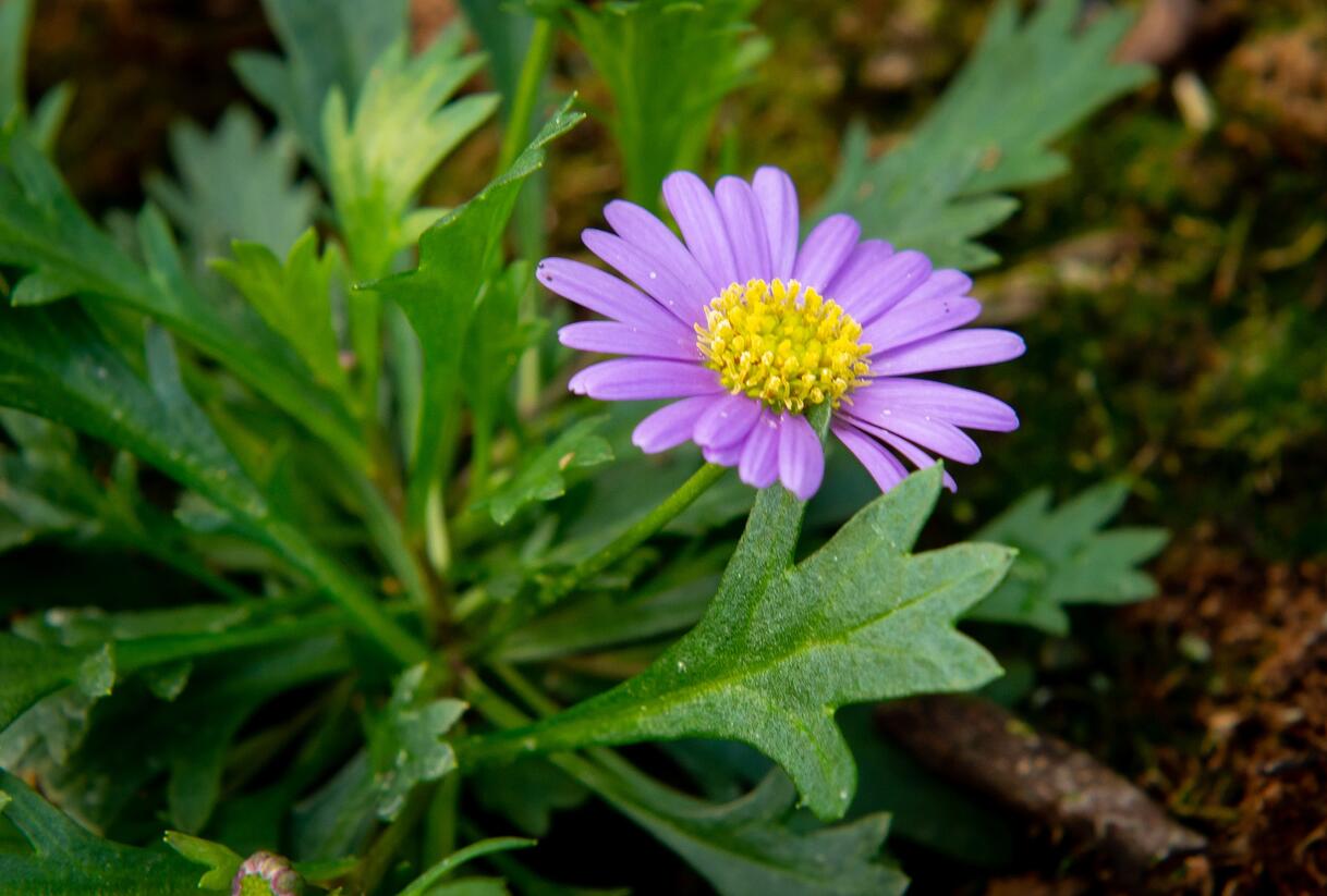 Všelicha, brachykome 'Brasco Violet' - Brachyscome multifida 'Brasco Violet'