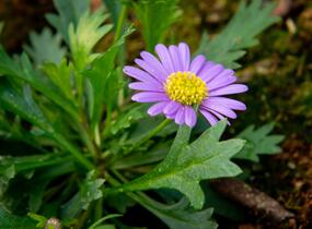 Všelicha, brachykome 'Brasco Violet' - Brachyscome multifida 'Brasco Violet'