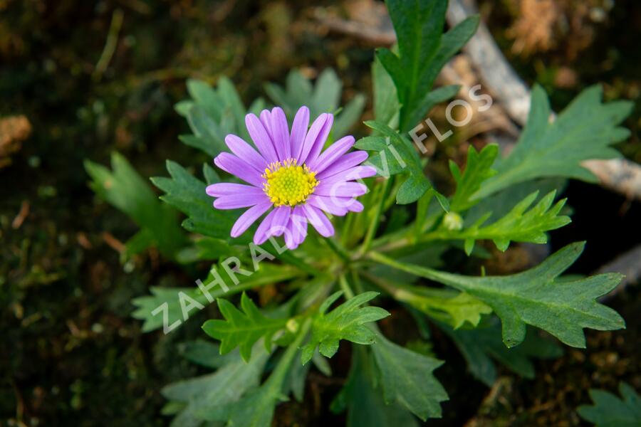 Všelicha, brachykome 'Brasco Violet' - Brachyscome multifida 'Brasco Violet'