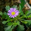 Všelicha, brachykome 'Brasco Violet' - Brachyscome multifida 'Brasco Violet'