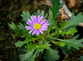 Všelicha, brachykome 'Brasco Violet' - Brachyscome multifida 'Brasco Violet'