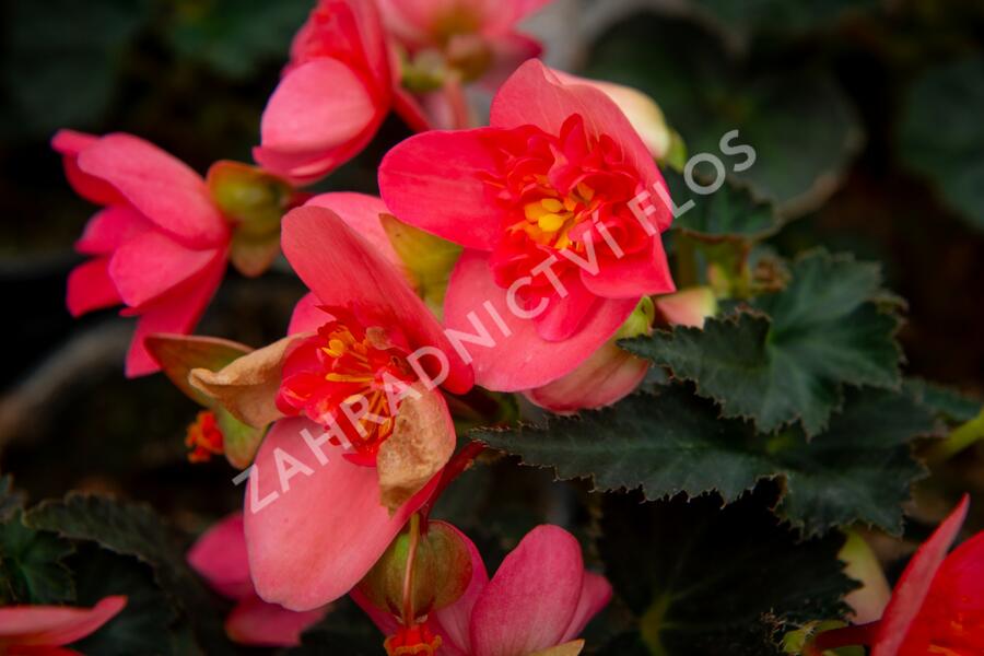 Begónie 'I'conia First Kiss Hot Pink' - Begonia 'I'conia First Kiss Hot Pink'
