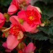 Begónie 'I'conia First Kiss Hot Pink' - Begonia 'I'conia First Kiss Hot Pink'