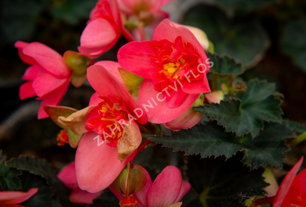 Begónie 'I'conia First Kiss Hot Pink' - Begonia 'I'conia First Kiss Hot Pink'