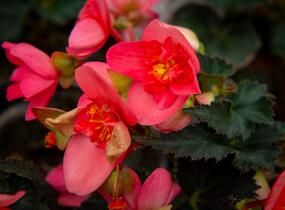 Begónie 'I'conia First Kiss Hot Pink' - Begonia 'I'conia First Kiss Hot Pink'