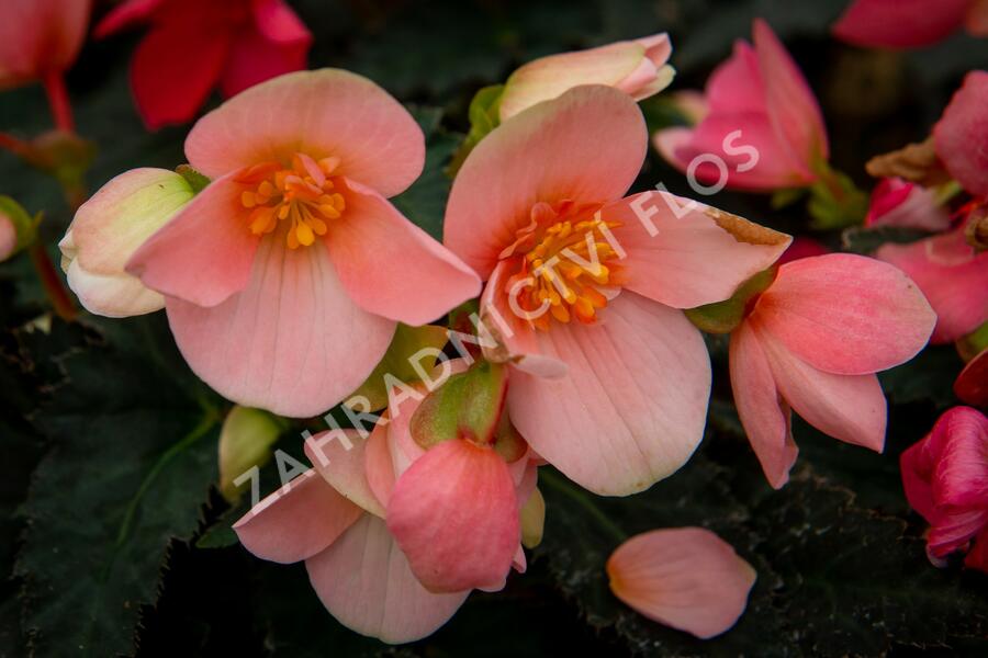 Begónie 'I'conia First Kiss Hot Pink' - Begonia 'I'conia First Kiss Hot Pink'