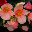 Begónie 'I'conia First Kiss Hot Pink' - Begonia 'I'conia First Kiss Hot Pink'