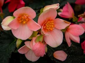 Begónie 'I'conia First Kiss Hot Pink' - Begonia 'I'conia First Kiss Hot Pink'