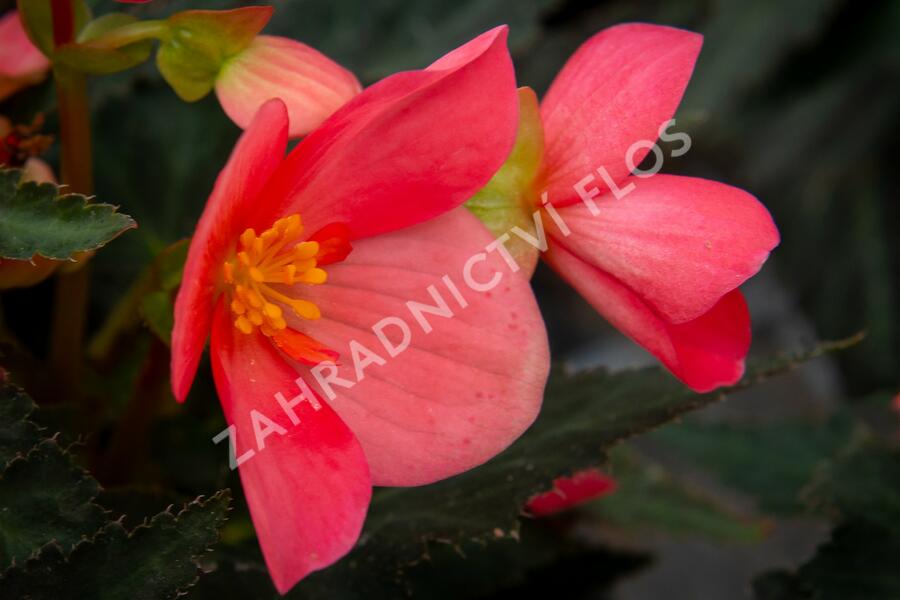 Begónie 'I'conia First Kiss Hot Pink' - Begonia 'I'conia First Kiss Hot Pink'